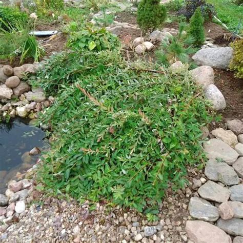 Ива Грин Карпет купить в питомнике с доставкой