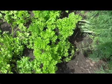 Петрушка кудрявая МООСКРАУЗЕ - YouTube