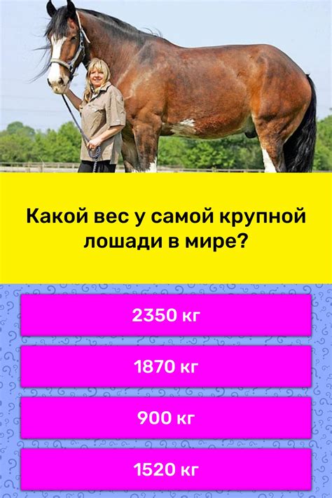 Самая большая лошадь в мире