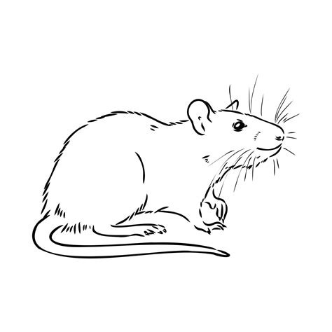 Free Rat Black And White Download Free Rat Black And White Png Images