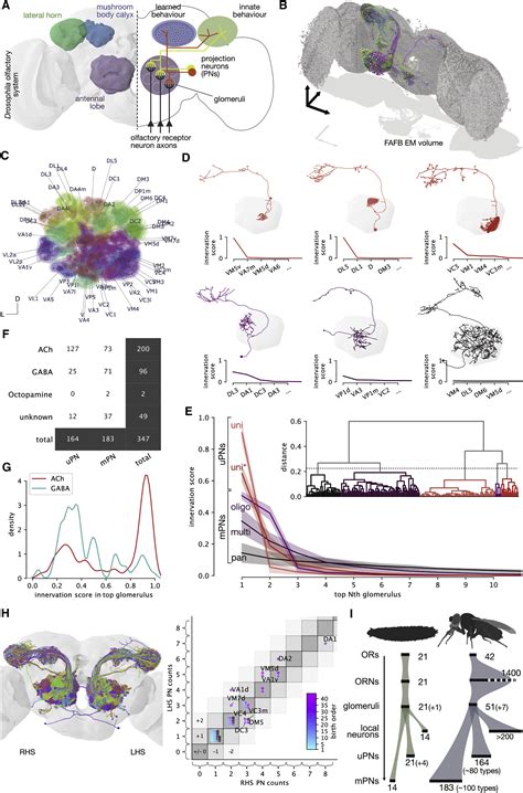 Complete Connectomic Reconstruction Of Olfactory Projection Neurons In