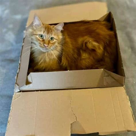 Pourquoi les chats aiment ils les boîtes en carton Instinct Félin