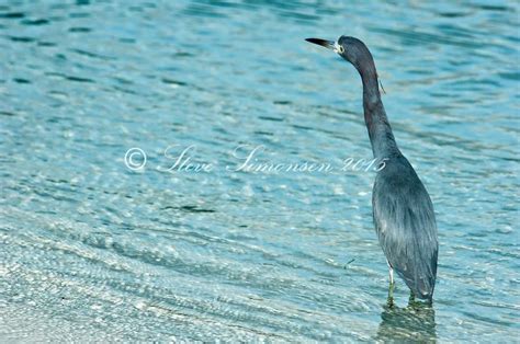 Seabird At Maho Bay St John Steve Simonsen Photography