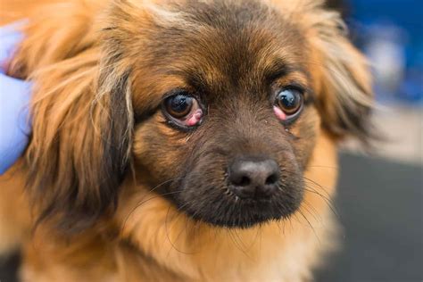 vértice toma una foto Puerto conjuntivitis en perros como curar