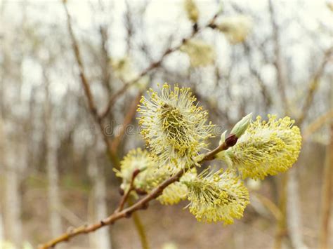 Pussy Willow Branches In Spring Nature Stock Photo Image Of Blooming Plant