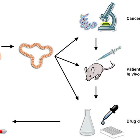 Of Current Applications Of Organoid Technology Patient Derived Download Scientific Diagram