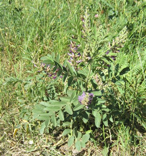 Glycyrrhiza glabra L. Ширинмия — Planta Medica