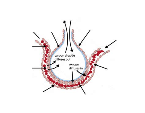 Alveolus Diagram Quizlet