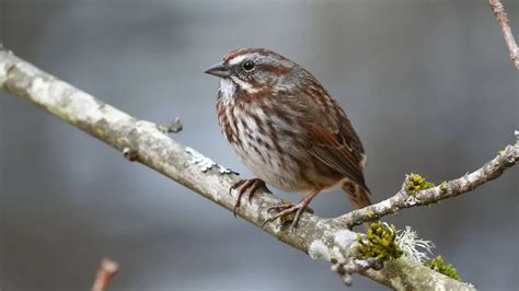 Small Birds of Washington State And Their Basic Details