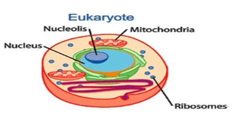 Eukaryotic Cell: Diagram, Definition, Structure & Examples
