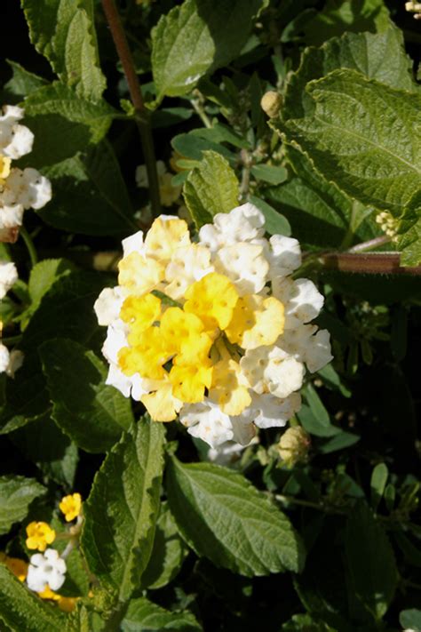 Landscape Bandana Lemon Zest Lantana Lantana Camara Landscape Bandana