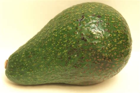 Our Avocado Varieties Epicenter Nursery Fruit