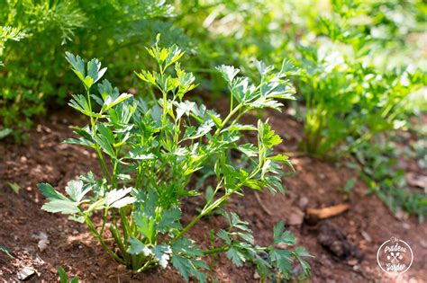 Herb Potato Salad