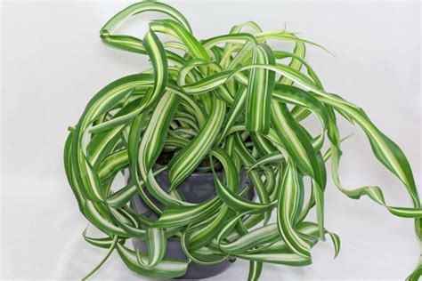 Хлорофитум: описание растения, виды, инструкция по уходу в домашних ...