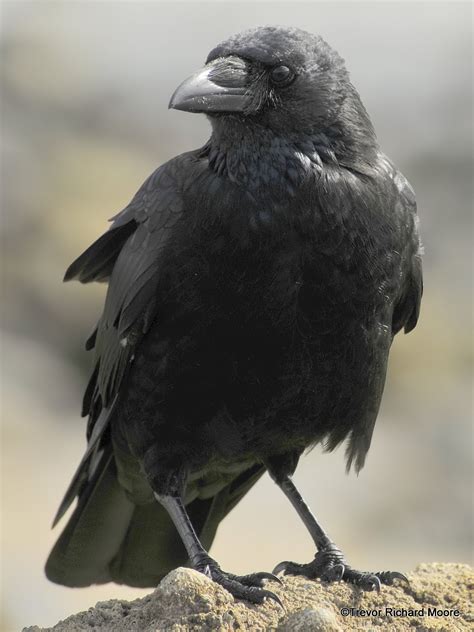 A & T Birding: August 2011