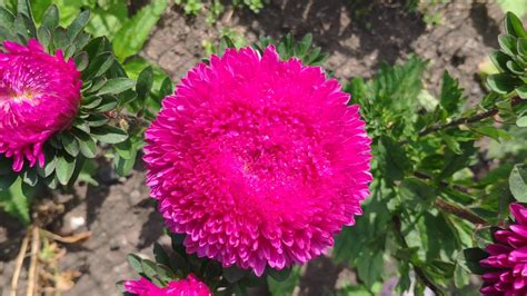 Обзор астр от биотехники в 2019 - YouTube