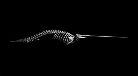 Narwhal Narval Esqueletos Esculturas