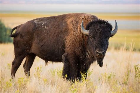 Bison Size Population Diet And Facts Britannica