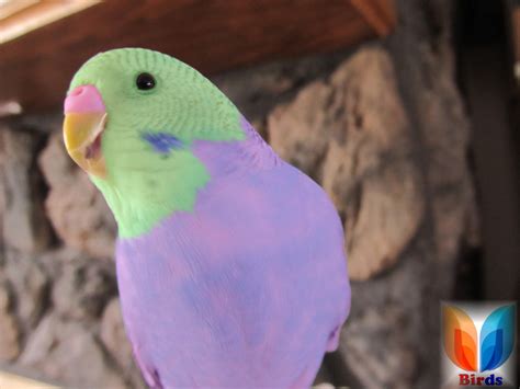 Budgie Some Varieties Birds Farming