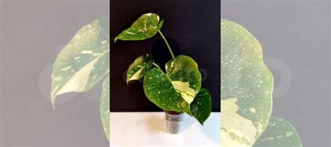 Монстера Тайское Созвездие купить в Москве | Товары для дома и дачи | Авито