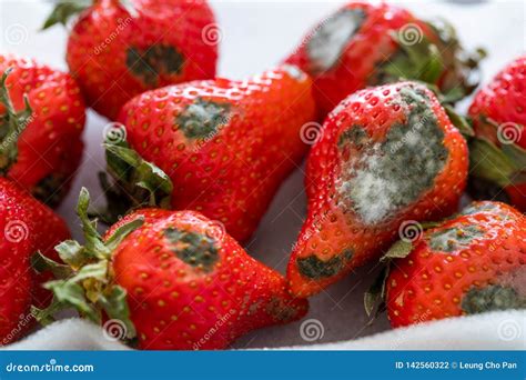 Mold On Strawberries Stock Photo Image Of Poisonous 142560322