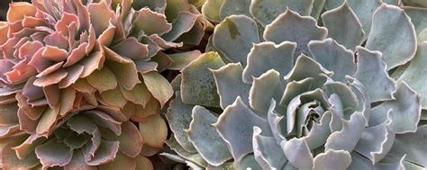 Succs in the Vdk - Суккуленты Владивосток | Красивые и редкие ...