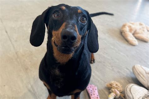 Owners stunned as Valerie the dachshund puts on weight…