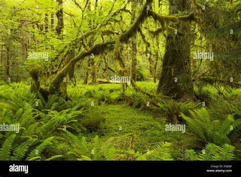 usa america washington olympic national park hoh rainforest