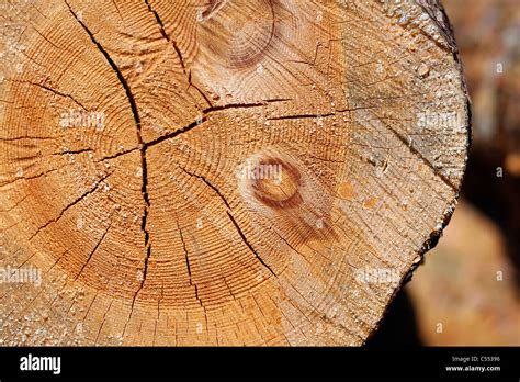 Wood Surface Cross Section Stock Photo Alamy
