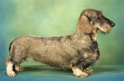 10 Rarest Dachshund Colors in the World - Rarest.org