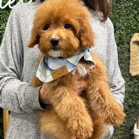 Archer Redapricot Male Toymicro Goldendoodle Puppy Petite Posh