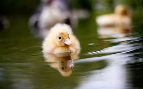 131 Royalty-Free Ducklings Photos | PickPik