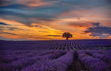 Descubre La Belleza De Los Campos De Lavanda En La Provenza Francesa