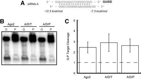 Multiple sensors ensure guide strand selection in human RNAi pathways