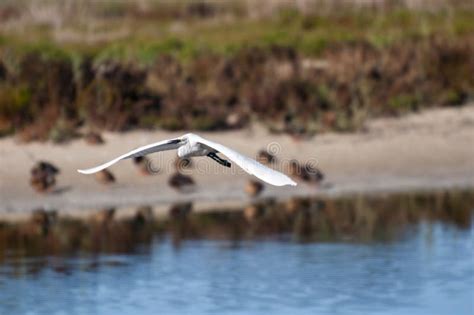 White heron flying stock photo. Image of environment - 178168310