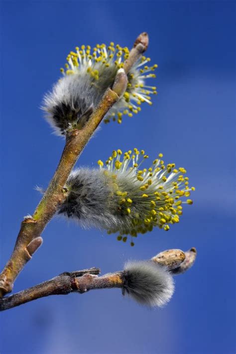 Pussy Willow Stock Photo Image Of Fluffy Focus Blooming