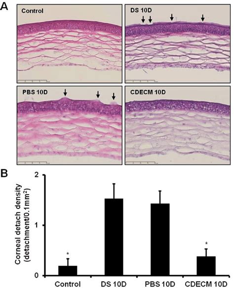 Effect Of CDECM On The Detachment Of Corneal Epithelial Cells Stained