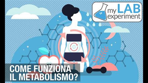 Come Funziona Il Metabolismo Scopriamolo Insieme Youtube