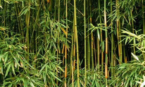 Bamboo Vs Sugar Cane 5 Key Differences A Z Animals