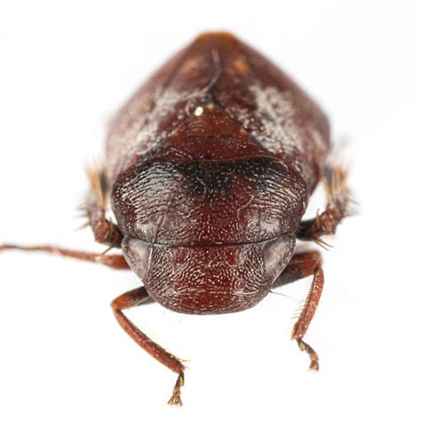 Penthimia Americana Bugguidenet