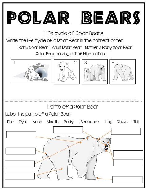 Polar Bear Life Cycle Activity Set Preschool Kindergarten Bear