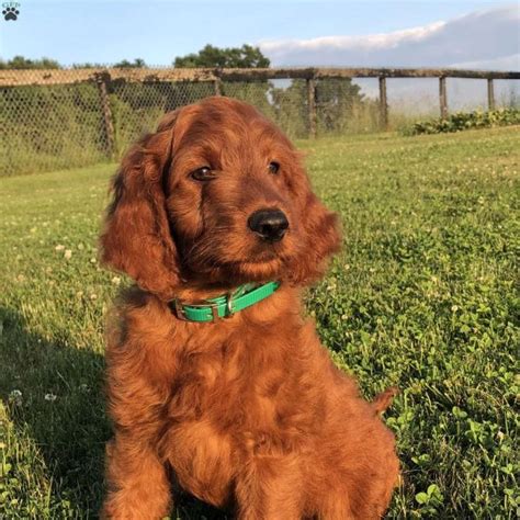 Irish Doodle Puppies For Sale | Greenfield Puppies