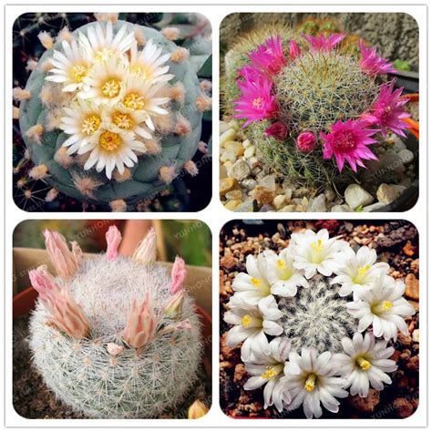 100pcspack Rare Cactus Bonsai Rare Meaty Plant Bonsai Plants Bonsai