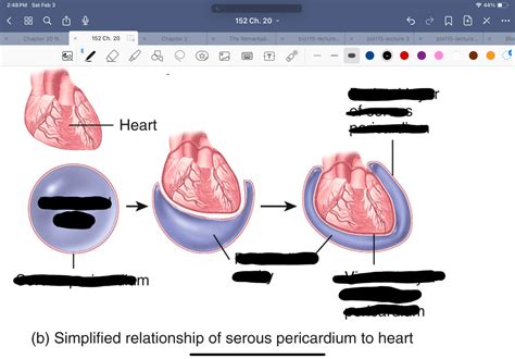 Tutoplast Pericardium