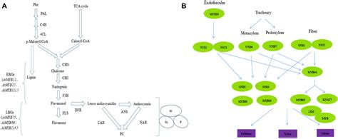 Myb Tfs Regulate Plant Secondary Metabolic Response Zhong And Ye