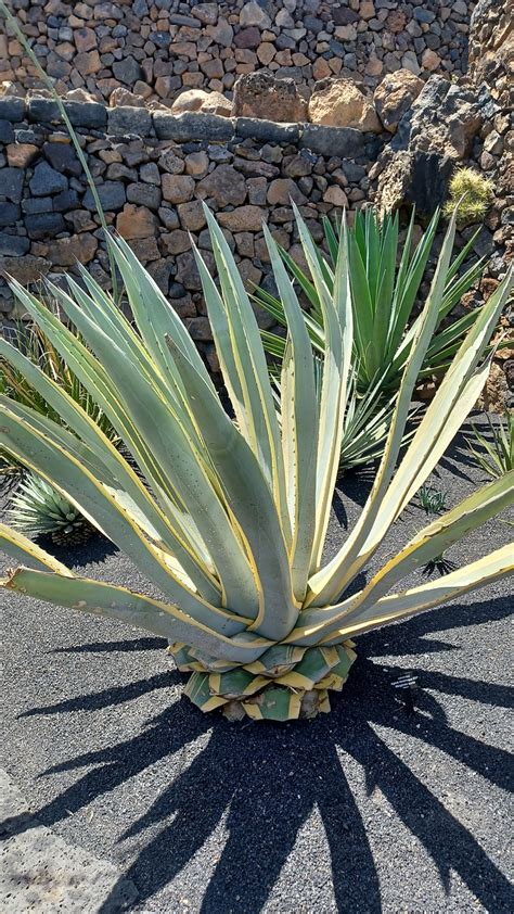 Bikini Aloe Free Photo On Pixabay Pixabay