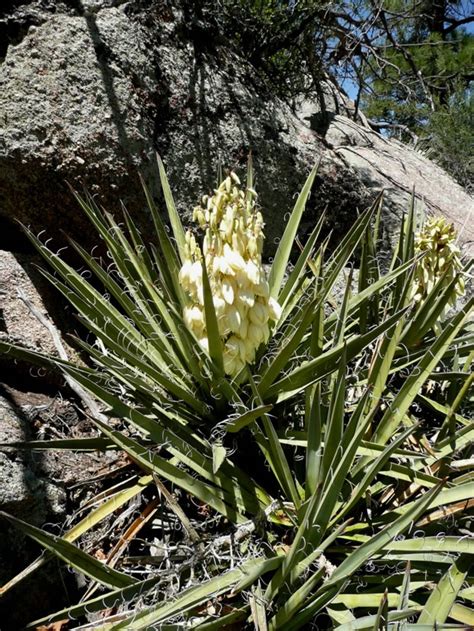 Banana Yucca