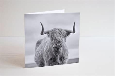 Highland Cow Photography Greetings Card Blank