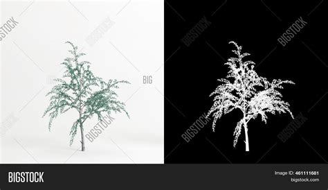 3d Illustration Cedrus Image And Photo Free Trial Bigstock
