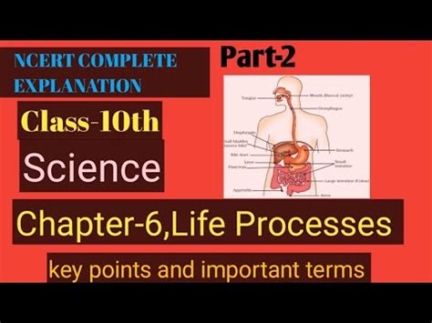 Class 10th Biology Chapter Life Processes Part 2 Life Processes 10th